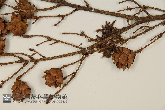 鐵杉藏品圖，第4張