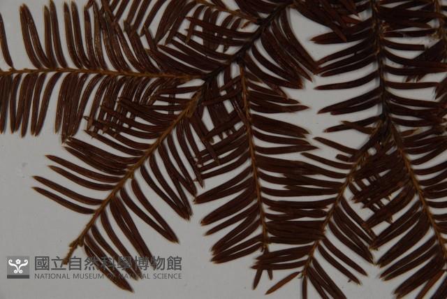 雲南紅豆杉藏品圖，第4張