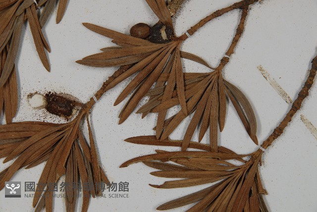 大葉羅漢松藏品圖，第4張