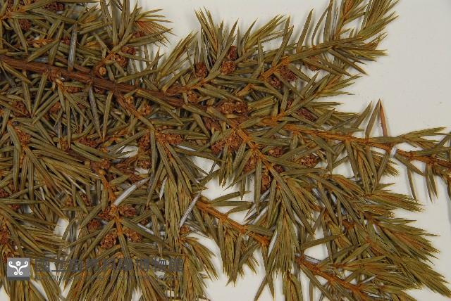 刺柏藏品圖，第4張