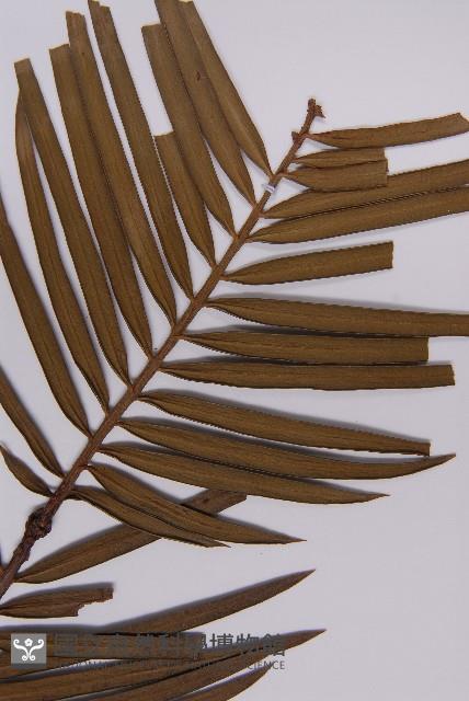 三尖杉藏品圖，第4張