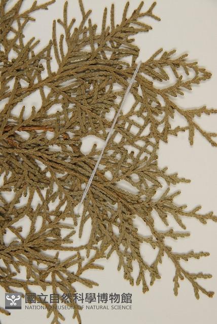 側柏藏品圖，第4張