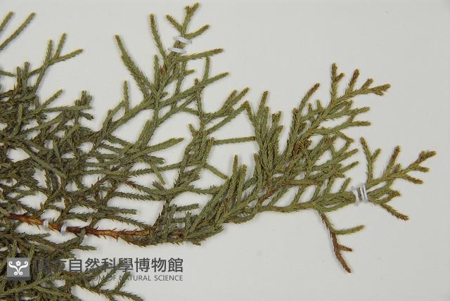 白粉柏藏品圖，第4張