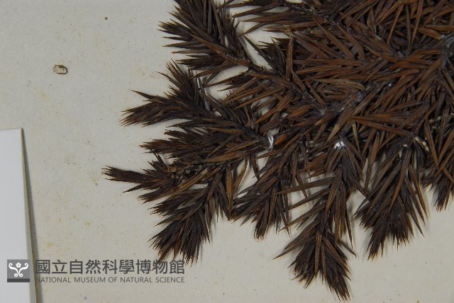 刺柏藏品圖，第4張