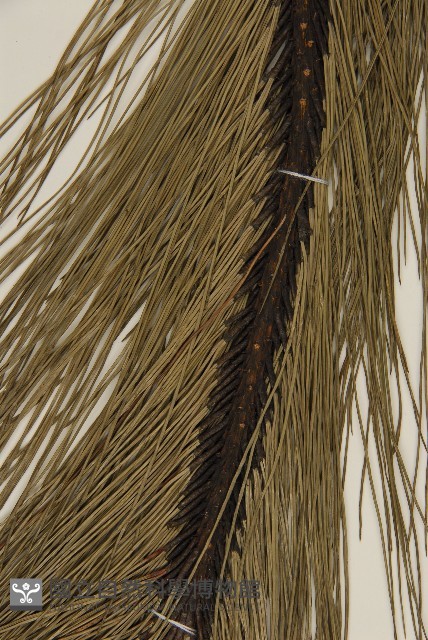 馬尾松藏品圖，第4張