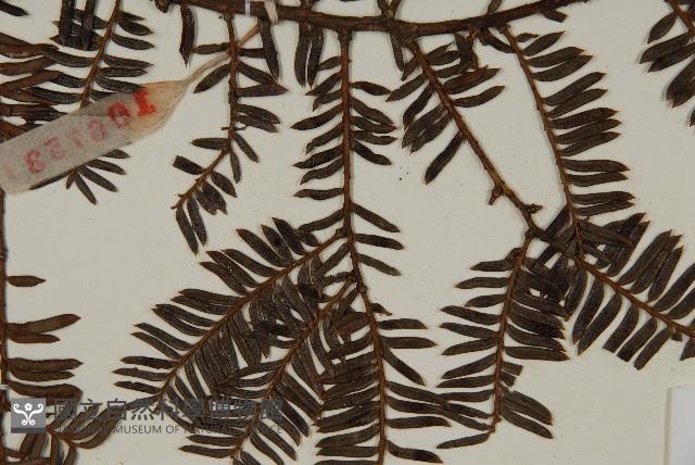 巴山榧樹藏品圖，第4張