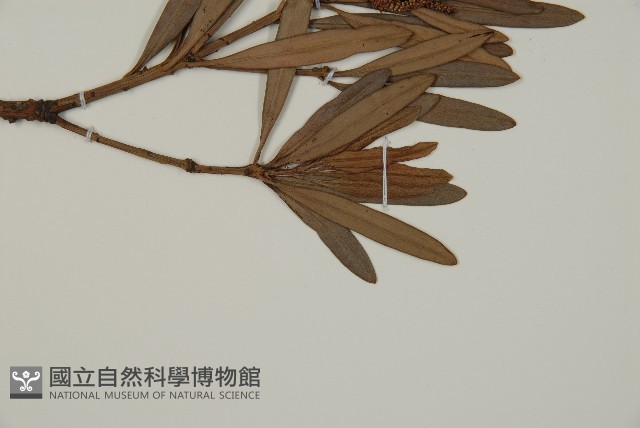 大葉羅漢松藏品圖，第4張