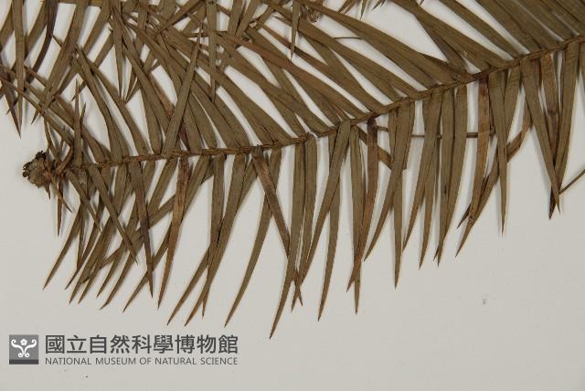 杉木藏品圖，第4張