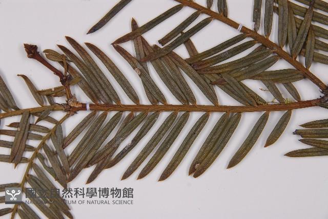 臺灣粗榧、台灣三尖杉藏品圖，第4張