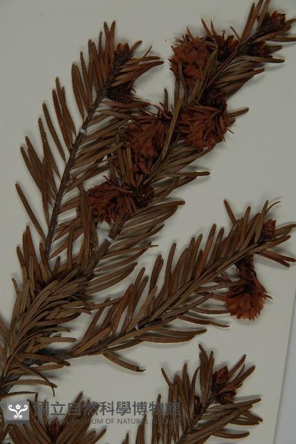 Taiesn douglas fir Collection Image, Figure 3, Total 5 Figures
