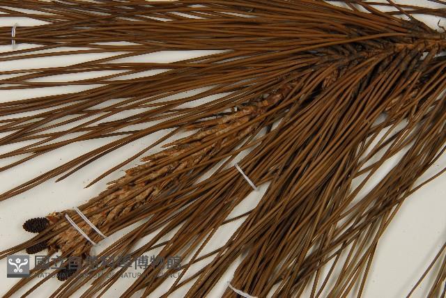 臺灣二葉松藏品圖，第3張