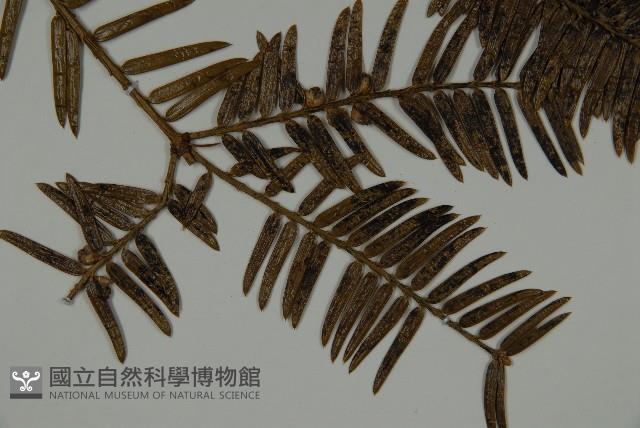 香榧藏品圖，第4張