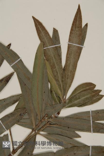 桃實百日青藏品圖，第4張