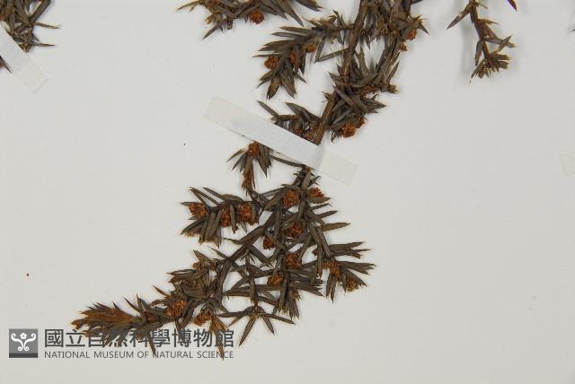 刺柏藏品圖，第4張