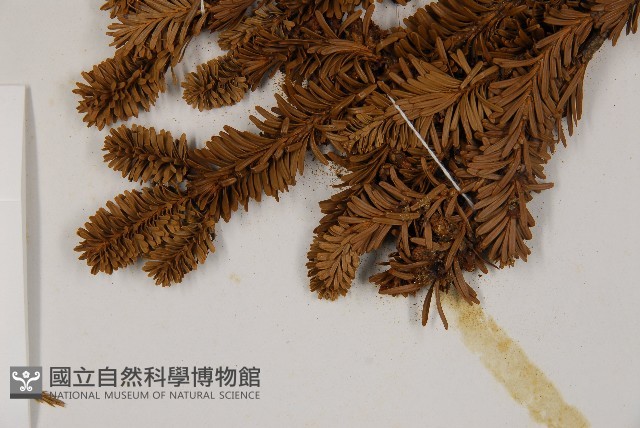 臺灣冷杉藏品圖，第4張