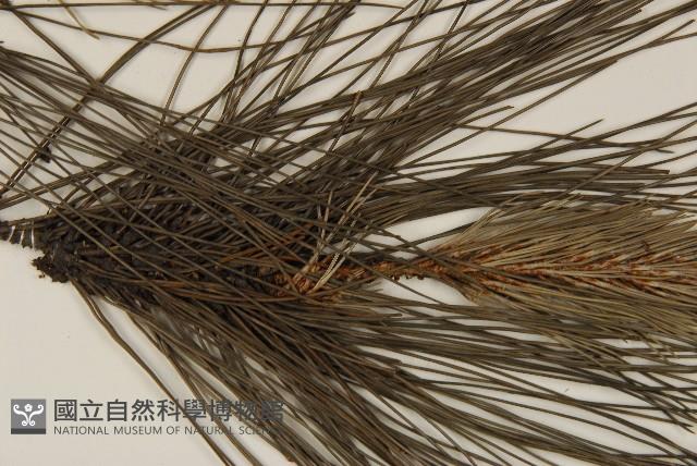 濕地松藏品圖，第4張