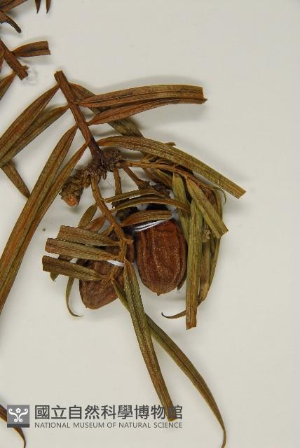 三尖杉藏品圖，第4張