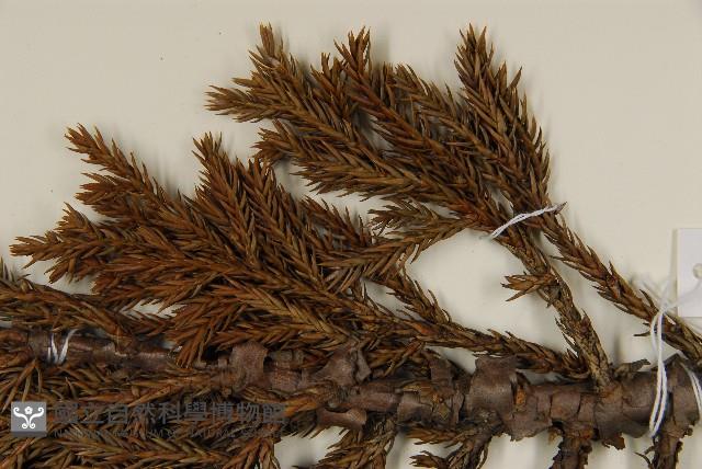 香青藏品圖，第4張