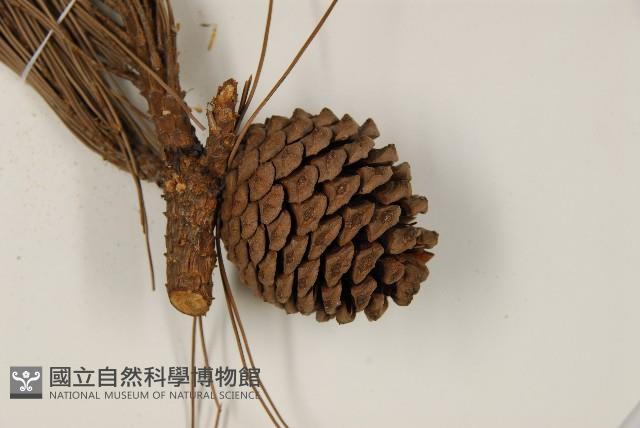 臺灣二葉松藏品圖，第3張