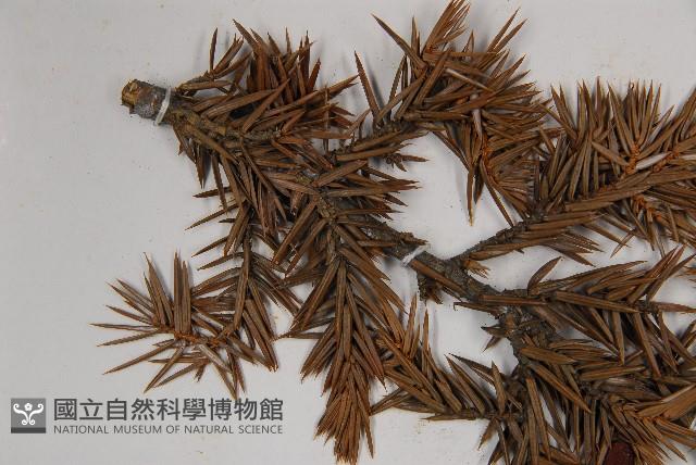 Formosan juniper Collection Image, Figure 4, Total 4 Figures