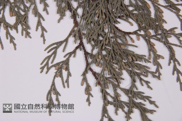 柏木、柏樹藏品圖，第4張