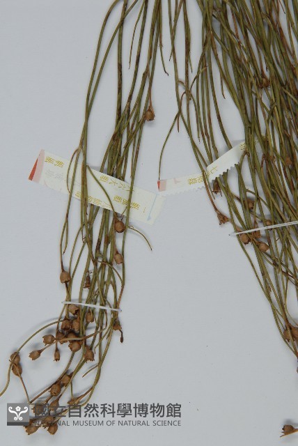 雙穗麻黃藏品圖，第4張