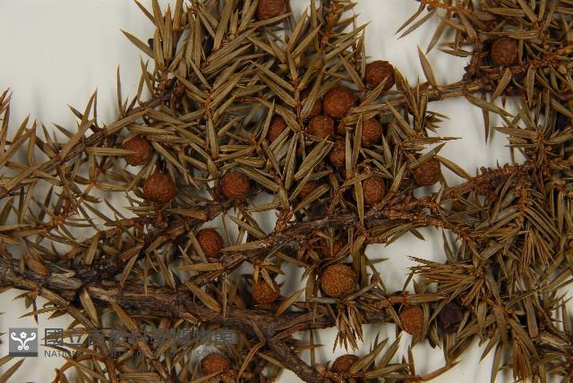 刺柏藏品圖，第4張