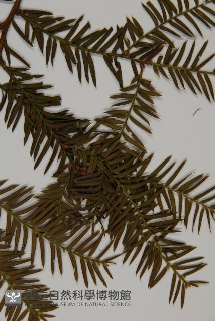 臺灣紅豆杉、紫杉、南方紅豆杉藏品圖，第4張