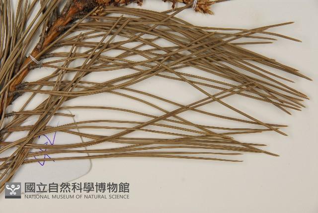 油松藏品圖，第4張