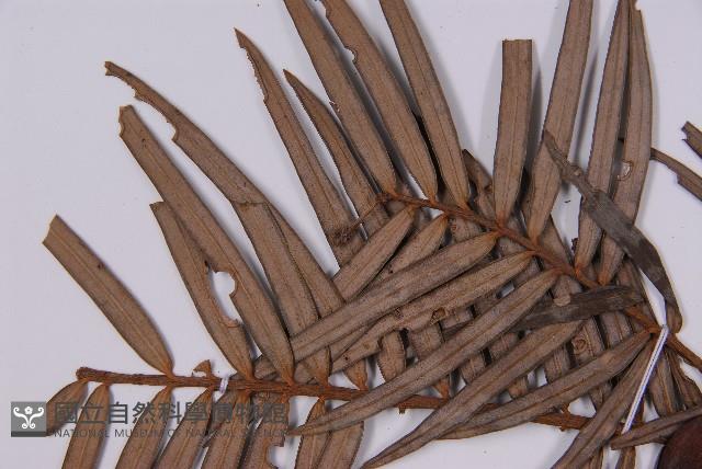 三尖杉藏品圖，第4張