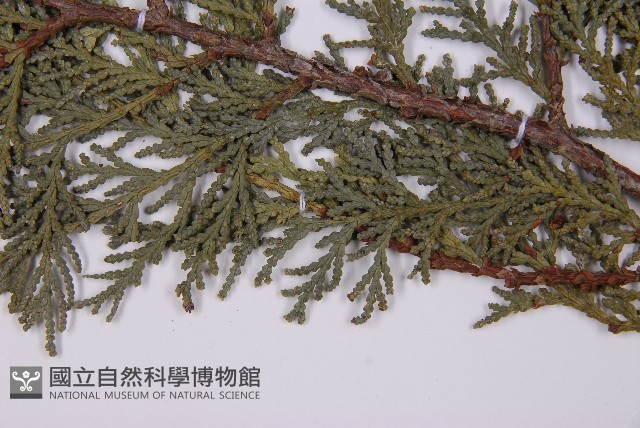 臺灣扁柏藏品圖，第4張