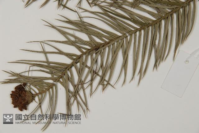 杉木藏品圖，第4張