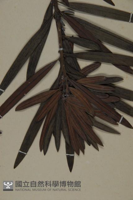 桃實百日青藏品圖，第4張