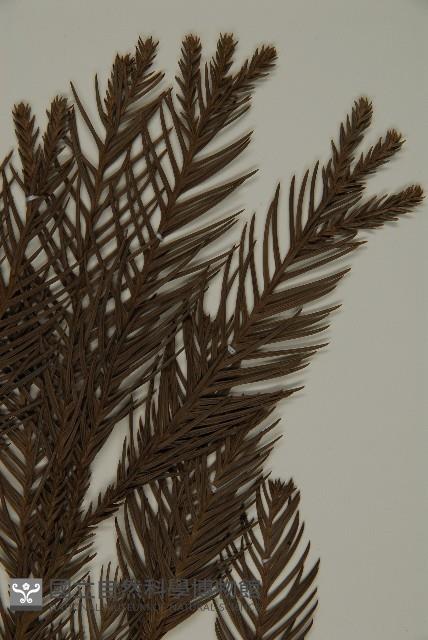 柳杉藏品圖，第4張