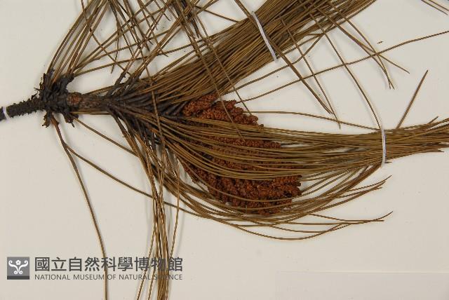 臺灣二葉松藏品圖，第3張