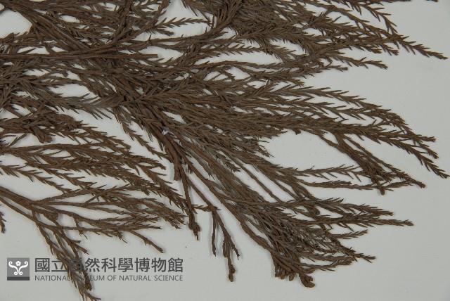 水松、廣東杉藏品圖，第4張