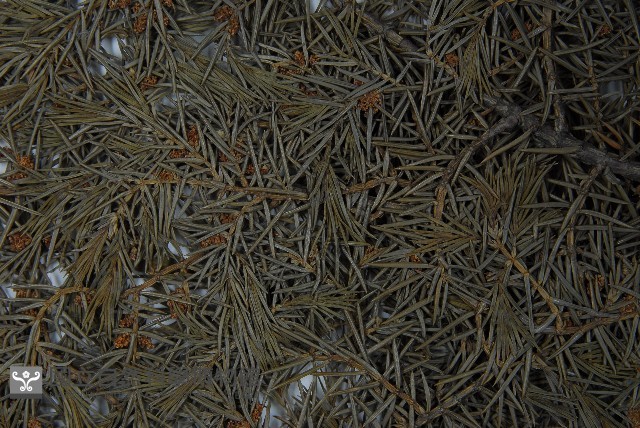 杜松藏品圖，第4張