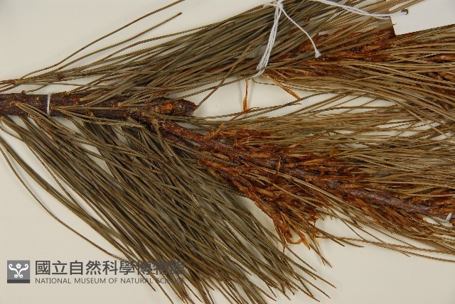 臺灣華山松藏品圖，第4張