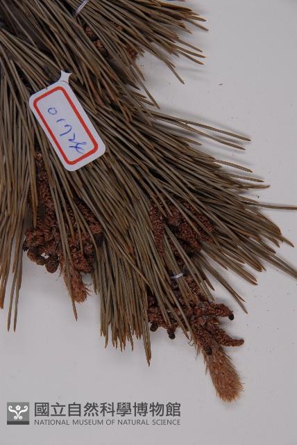 黑松藏品圖，第4張