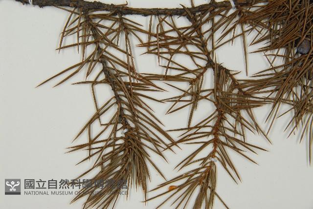 杜松藏品圖，第4張