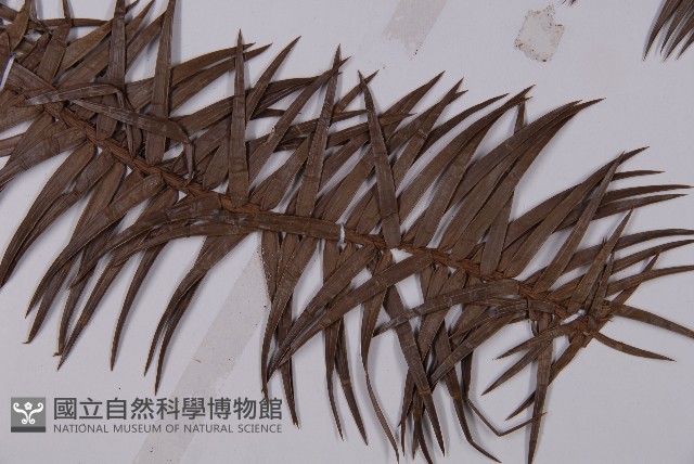 杉木藏品圖，第4張