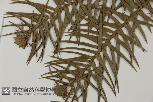 杉木藏品圖，第4張