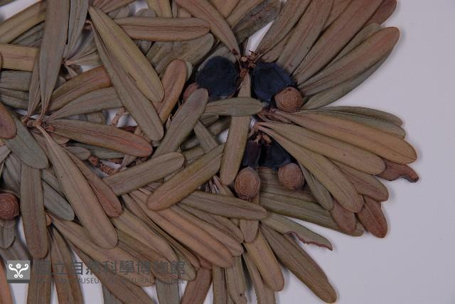 蘭嶼羅漢松藏品圖，第3張