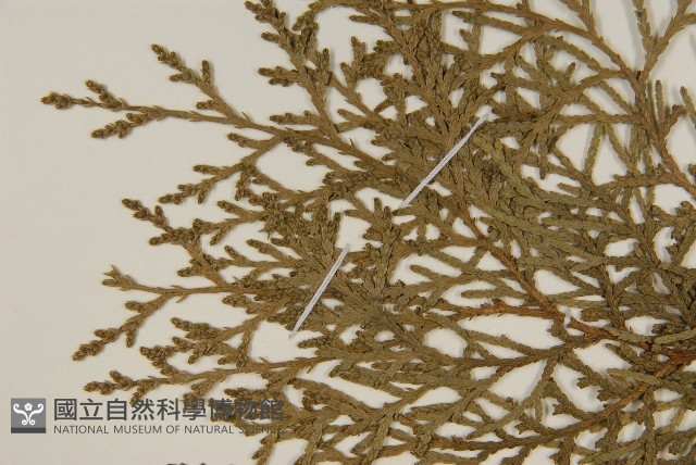 側柏藏品圖，第4張