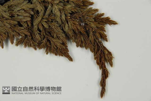 香青藏品圖，第4張