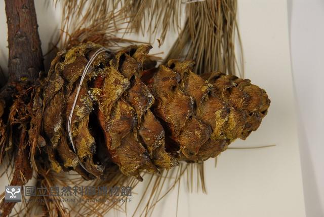 臺灣華山松藏品圖，第4張