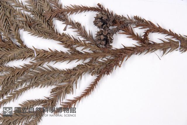 Willow fir Collection Image, Figure 4, Total 5 Figures