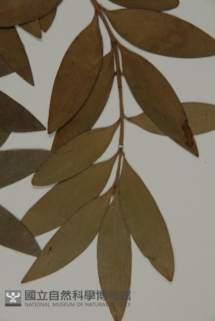 竹柏藏品圖，第4張