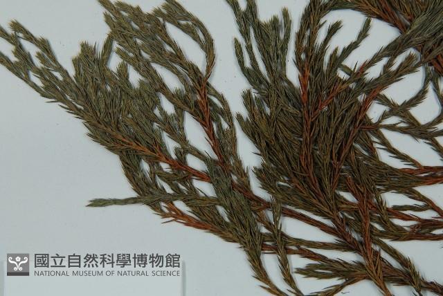 小果垂枝柏藏品圖，第4張