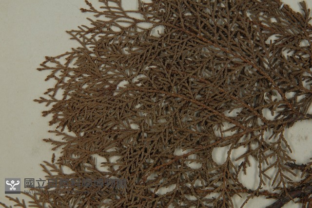 側柏藏品圖，第4張